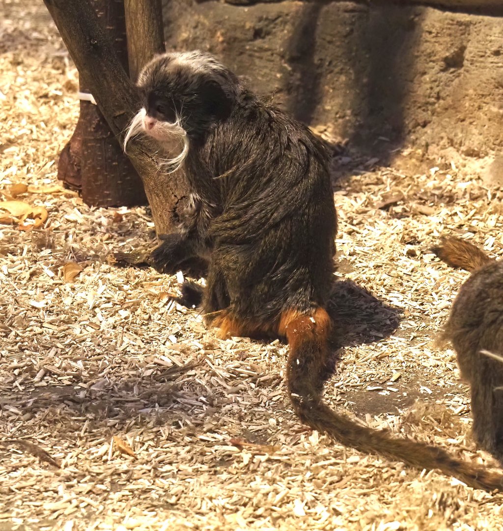Bearded emperor tamarin (Saguinus imperator subgrisescens), 2025-01-04