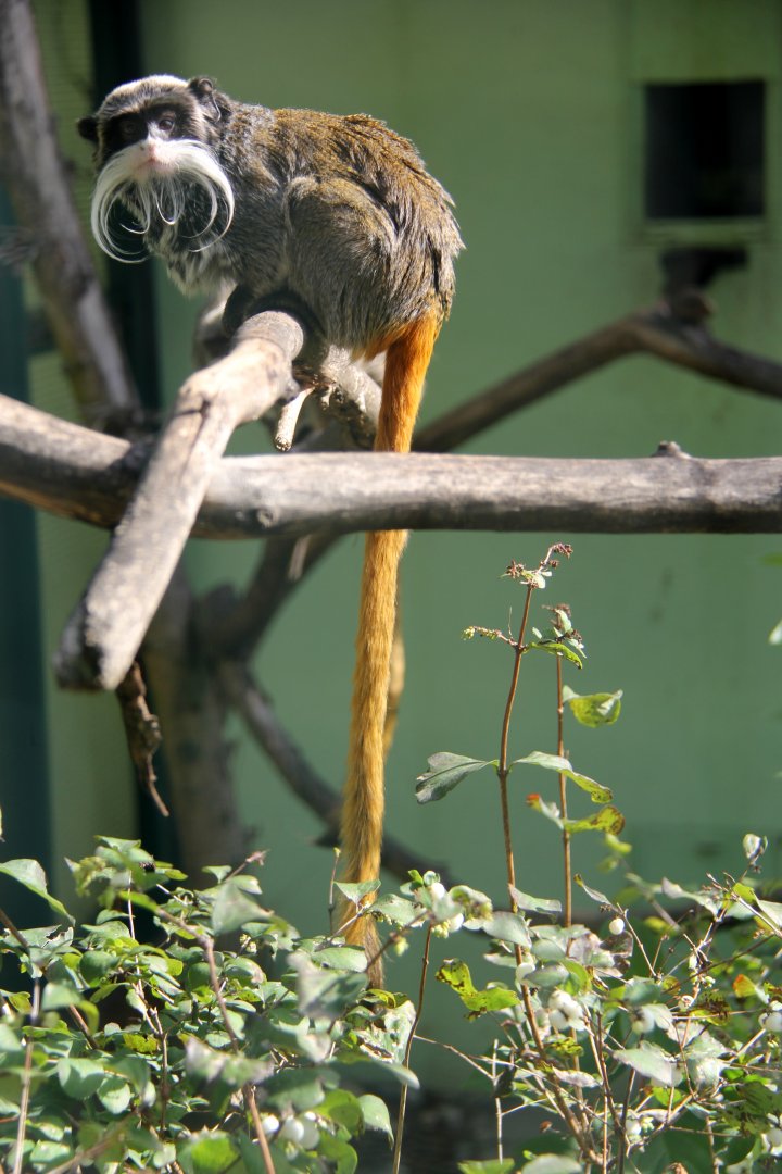 Bearded emperor tamarin (Saguinus imperator subgrisescens)