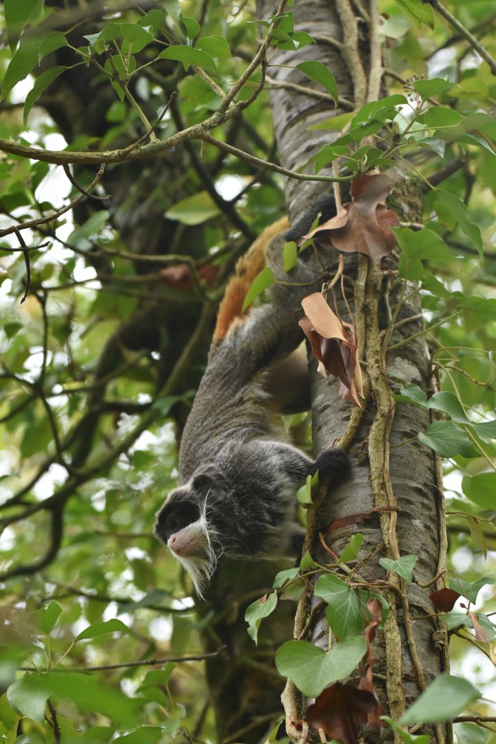Bearded emperor tamarin (Saguinus imperator subgrisescens)