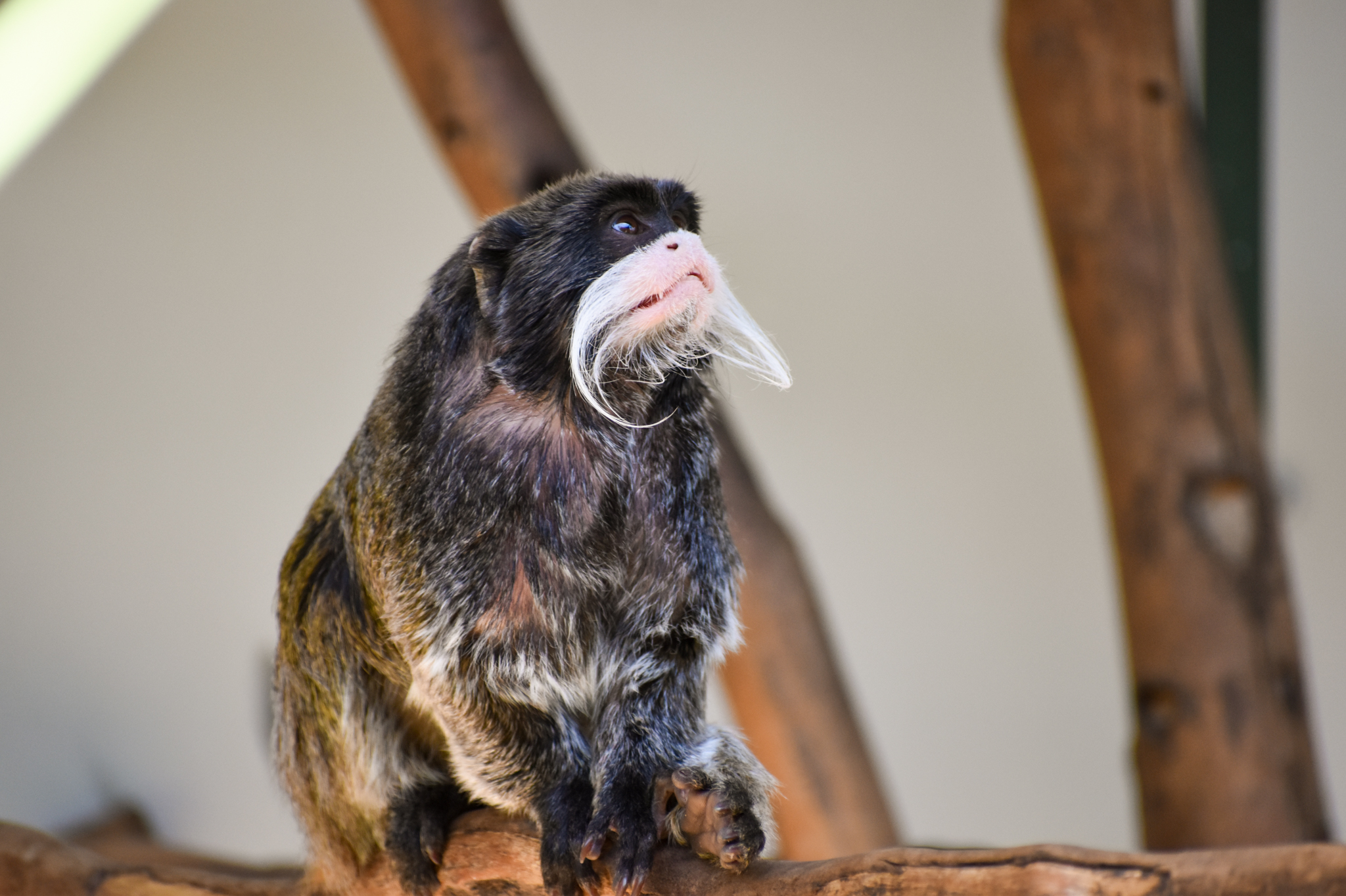 Bearded Emperor Tamarin (Saguinus imperator subgrisescens)