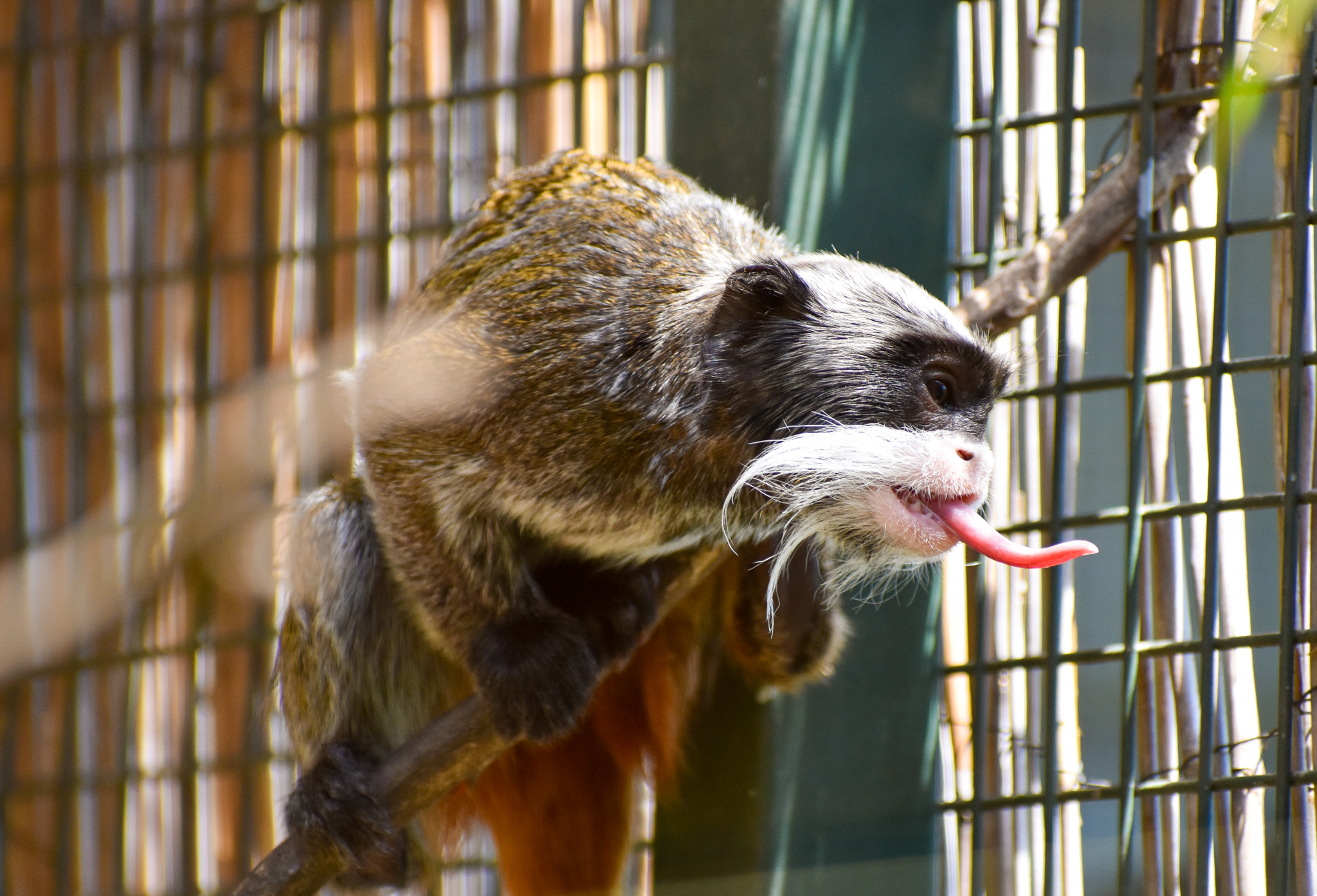 Bearded Emperor Tamarin (Saguinus imperator subgrisescens)