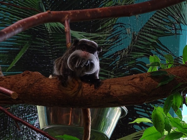 Bearded emperor tamarin (Saguinus imperator subgrisescens)