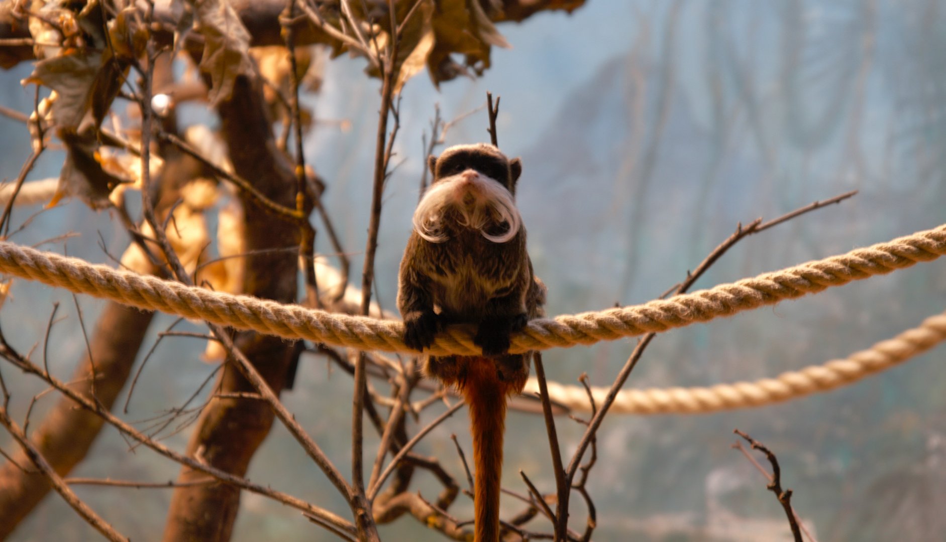 Bearded Emperor Tamarin (Saguinus imperator subgrisescens)