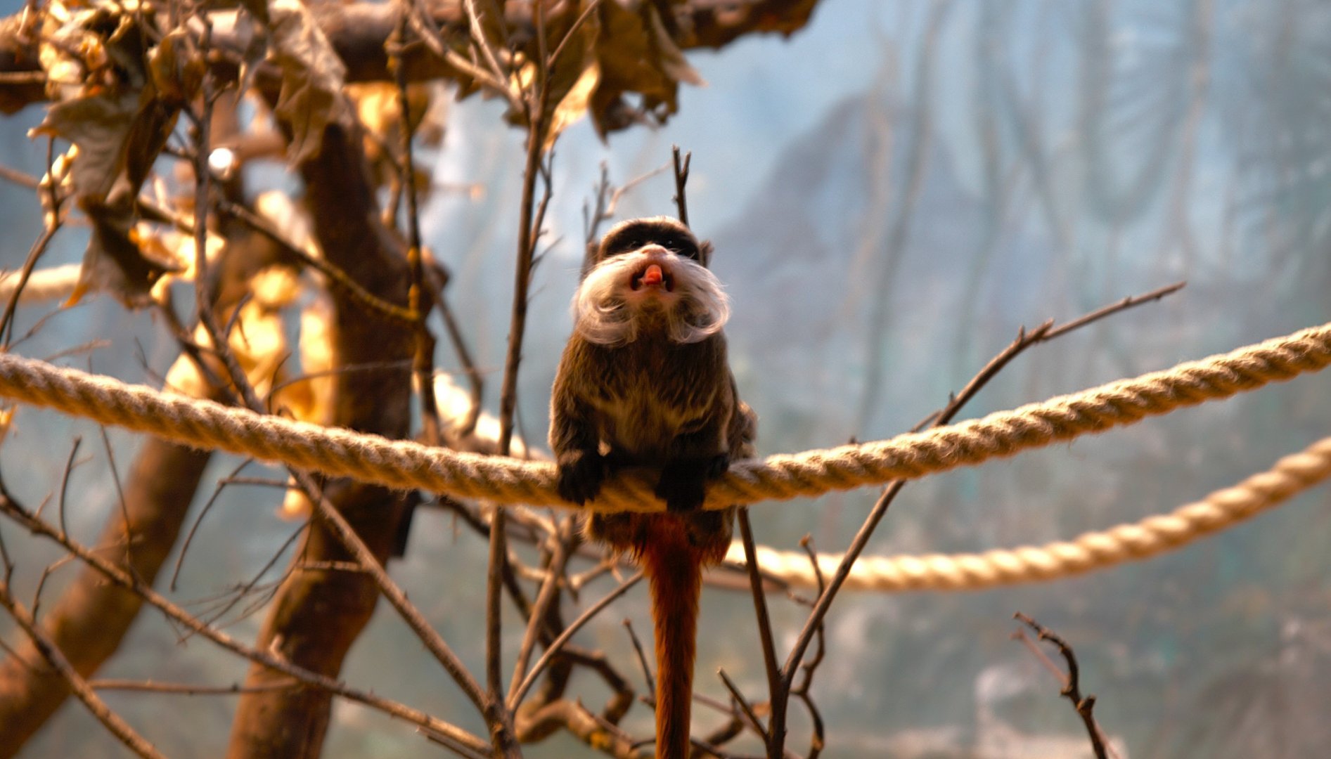 Bearded Emperor Tamarin (Saguinus imperator subgrisescens)