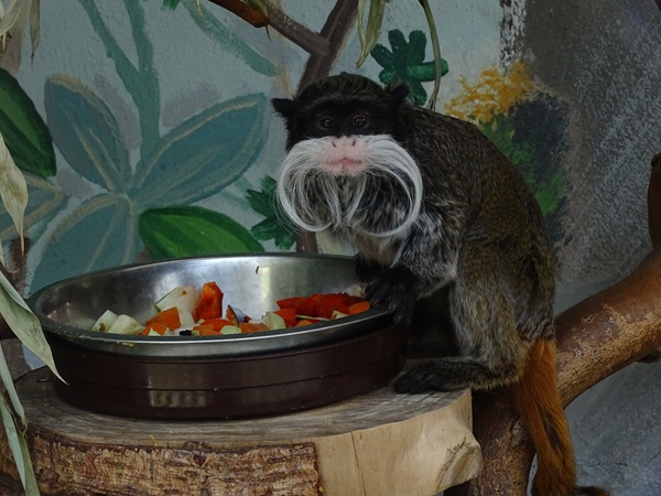 Bearded emperor tamarin (Saguinus imperator subgrisescens)