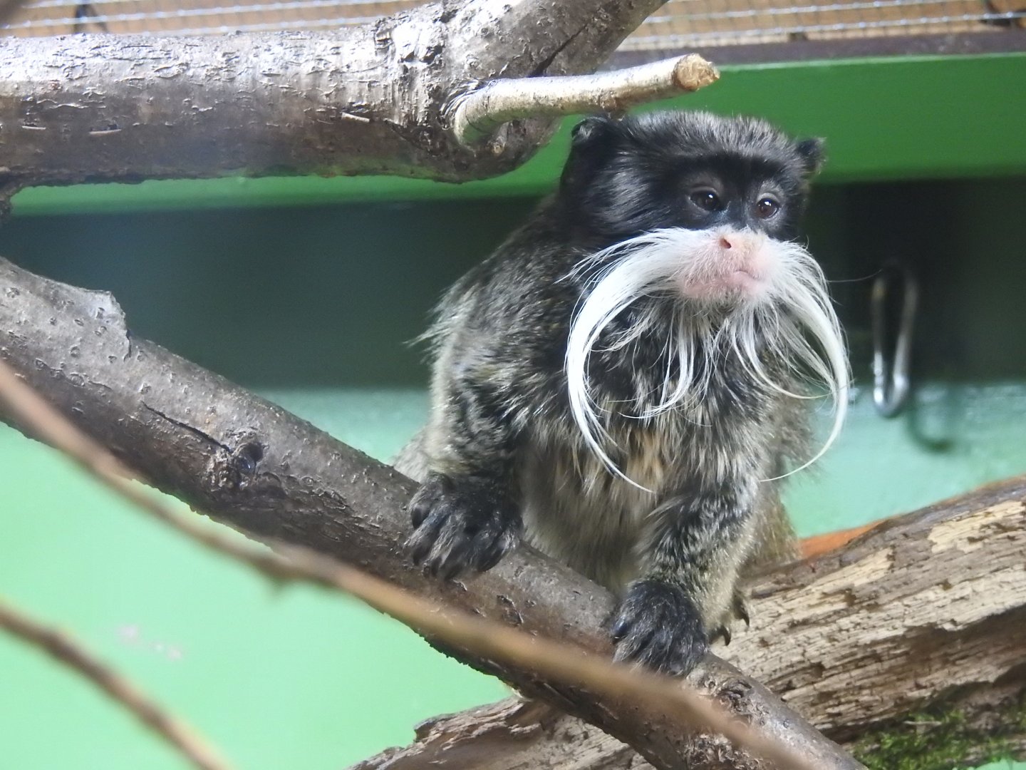 Bearded Emperor Tamarin (Saguinus imperator)