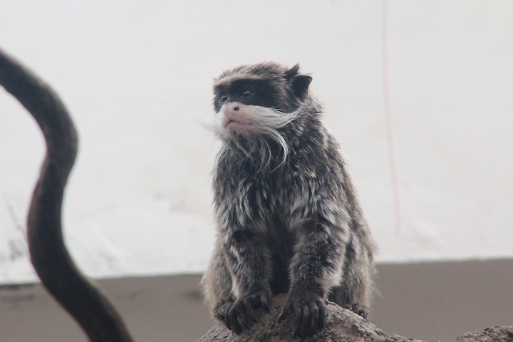 Bearded emperor tamarin (Saguinus subgrisescens)