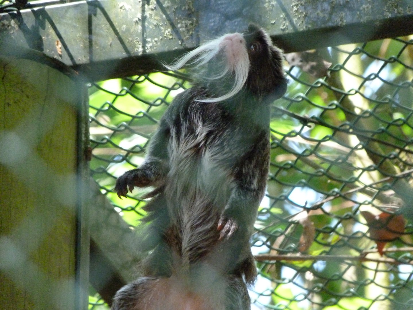 Bearded emperor tamarin -Zoo d'Asson (2025)