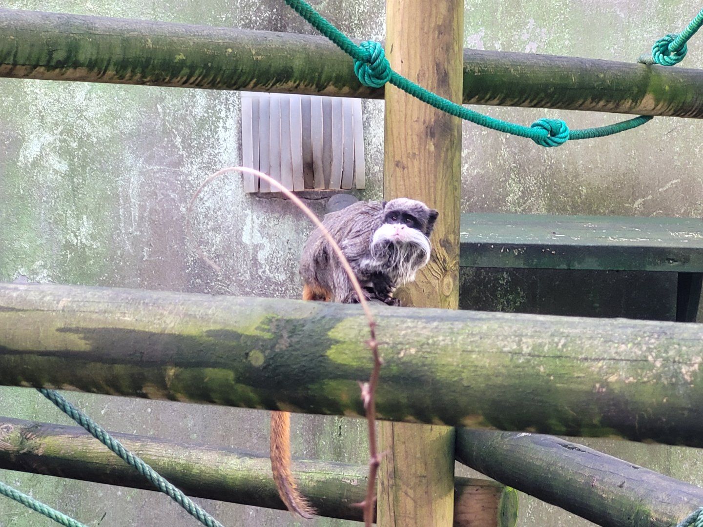 Bearded emperor tamarin -Zoo de Santillana del Mar (2023)