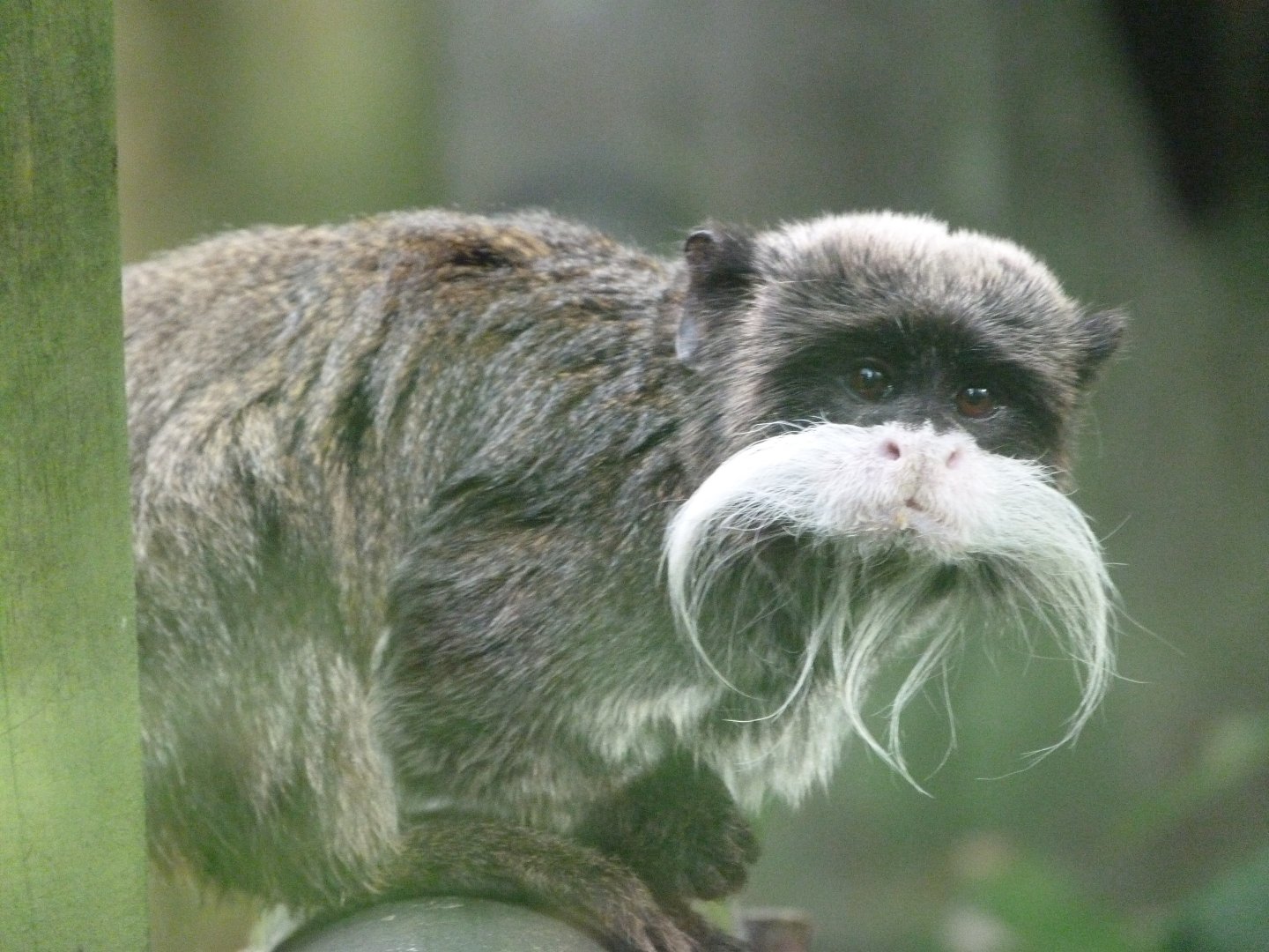 Bearded emperor tamarin -Zoo de Santillana del Mar (2024)