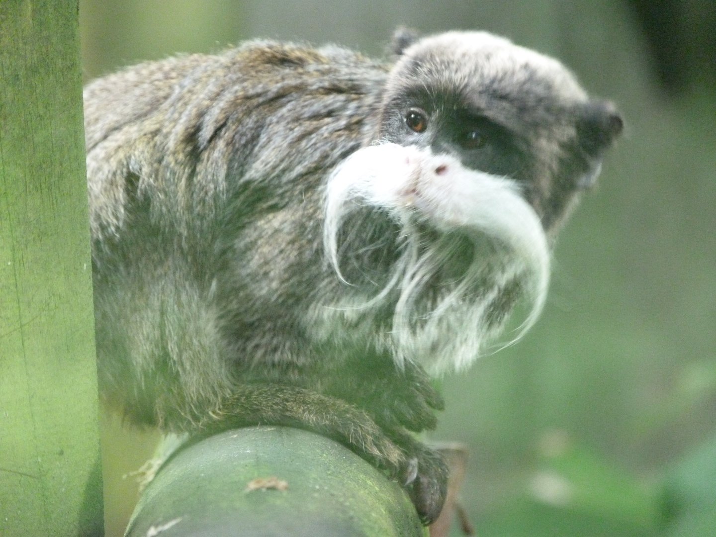 Bearded emperor tamarin -Zoo de Santillana del Mar (2024)