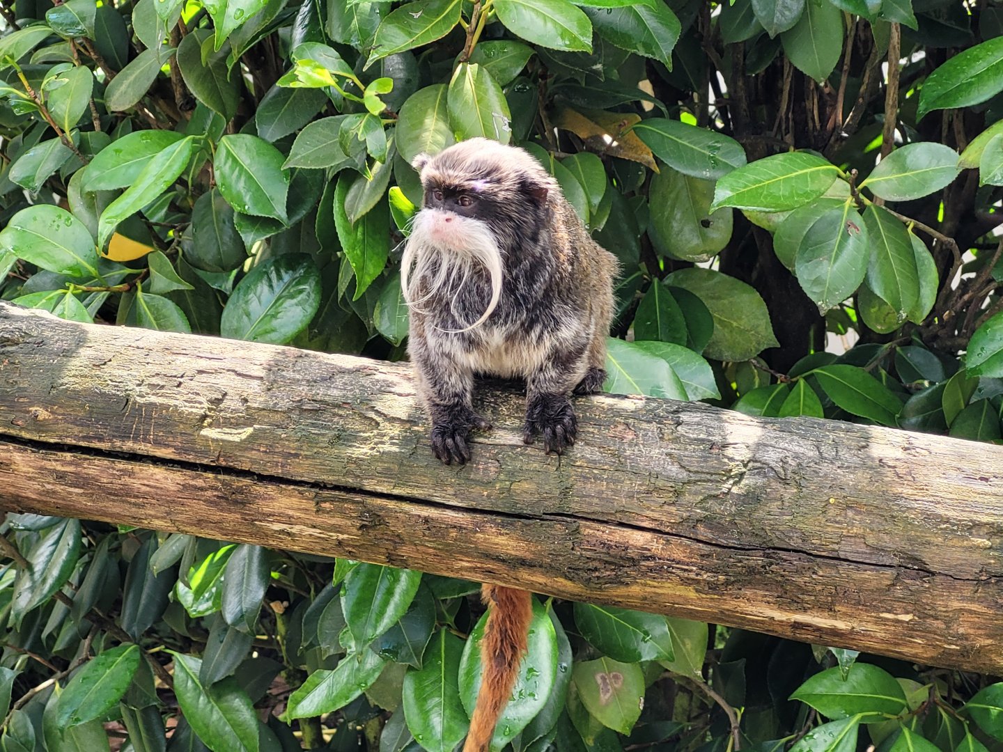 Bearded emperor tamarin -Zoo du bassin d'Arcachon (2024)