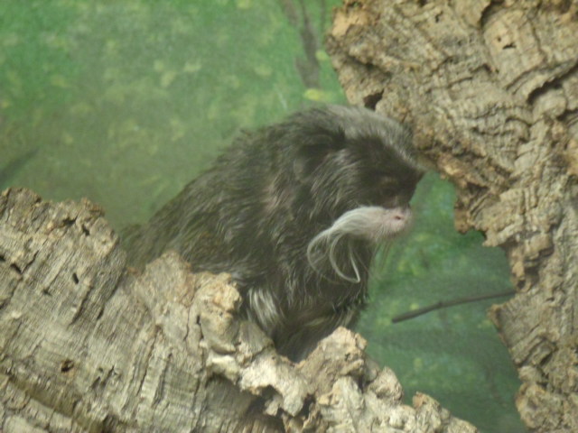 Bearded Emperor Tamarin