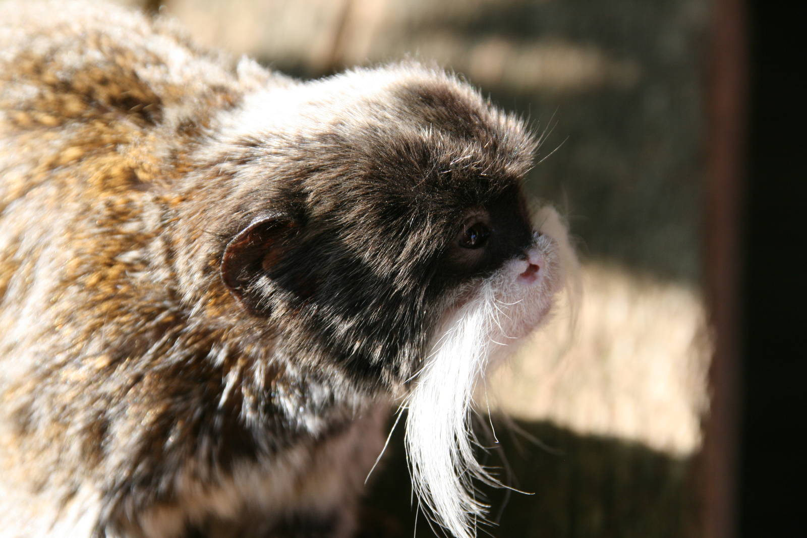 Bearded emperor tamarin