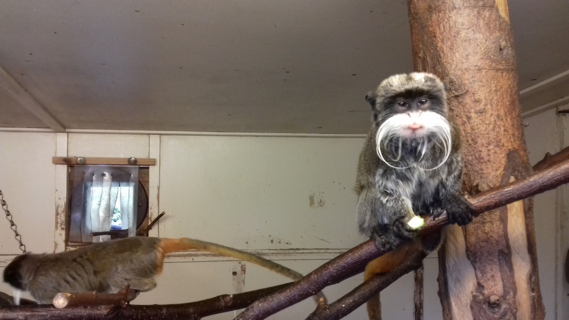Bearded emperor tamarin