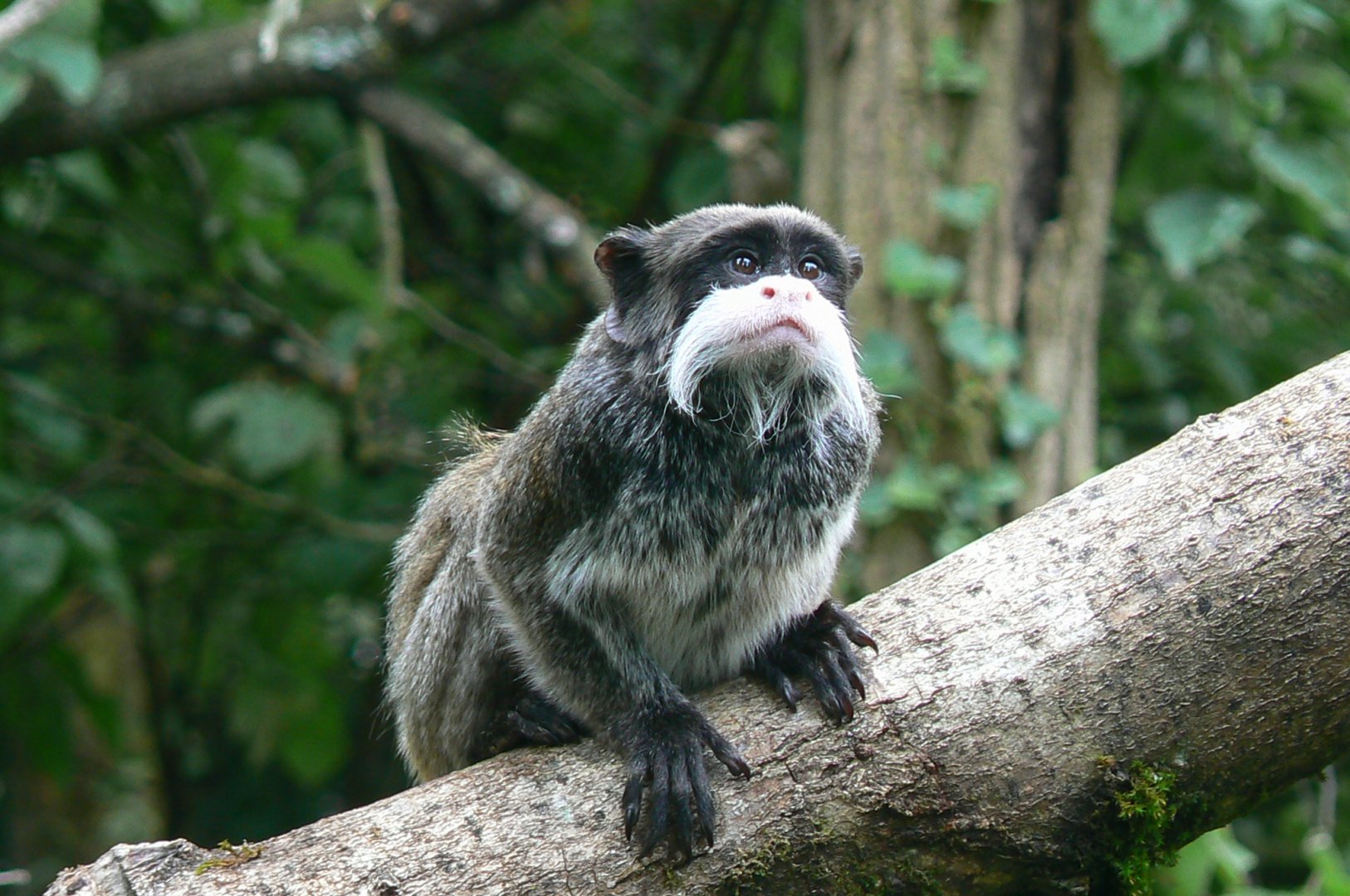 Bearded emperor tamarin