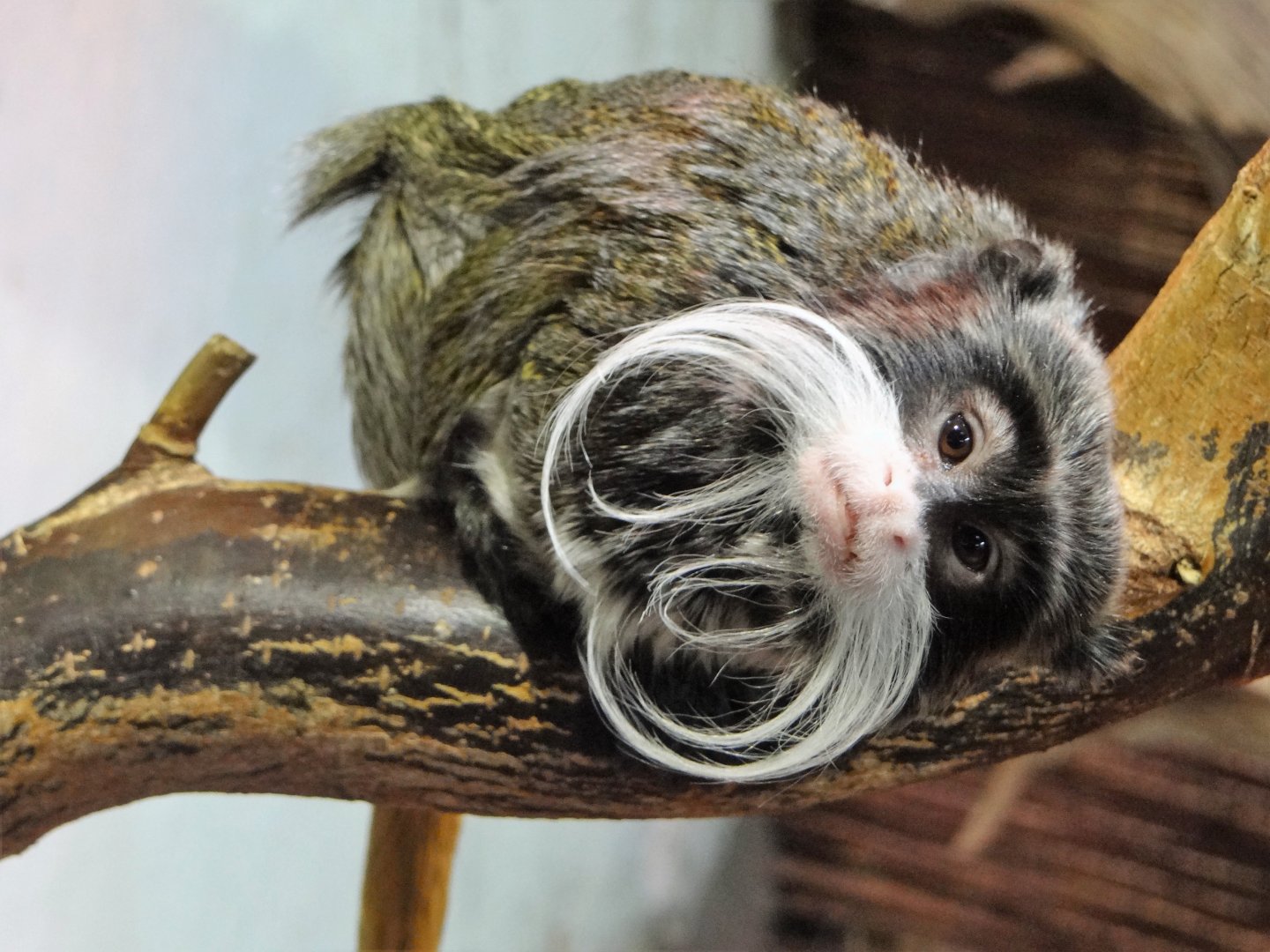 Bearded Emperor Tamarin
