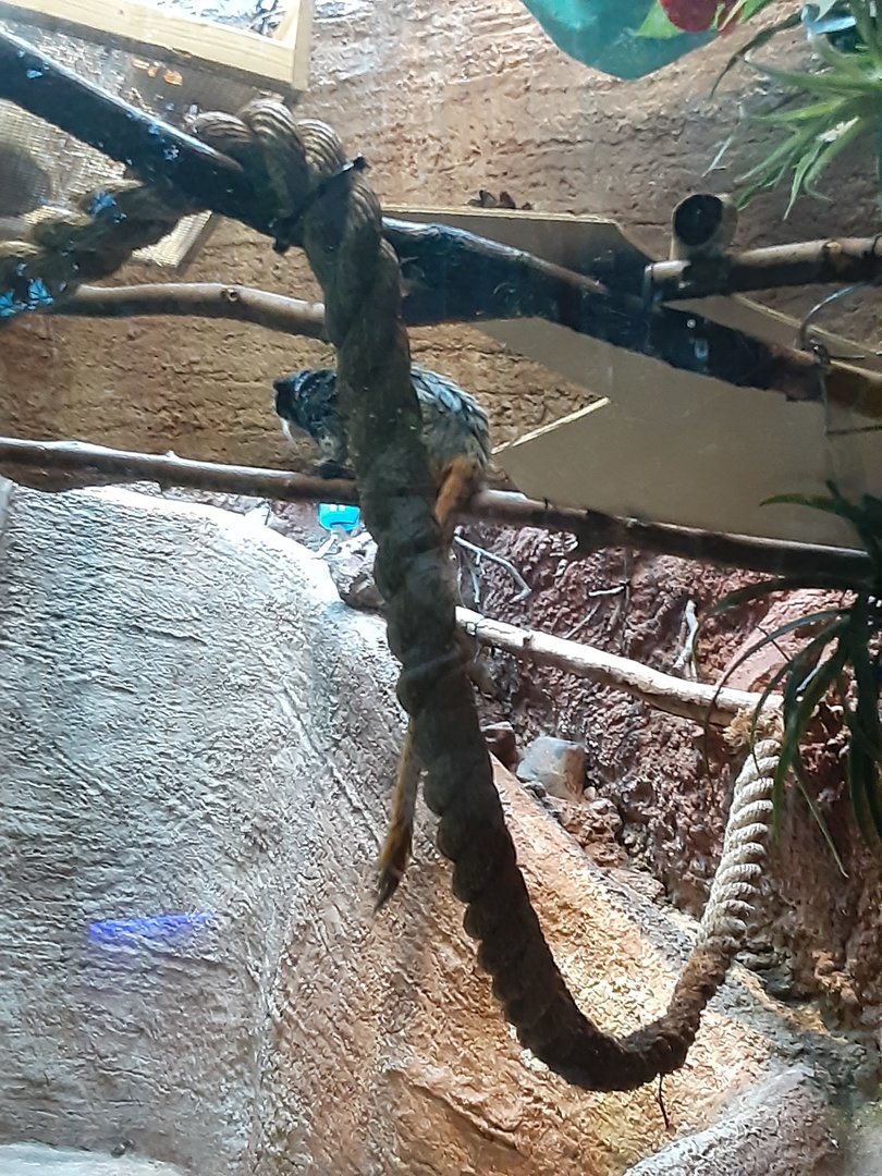 Bearded Emperor Tamarin