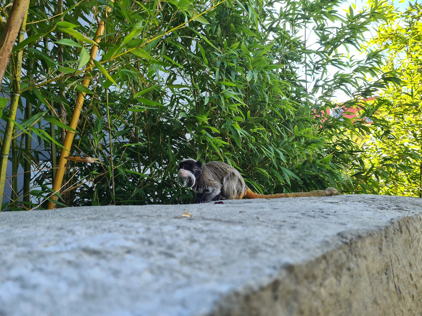 Bearded emperor tamarin