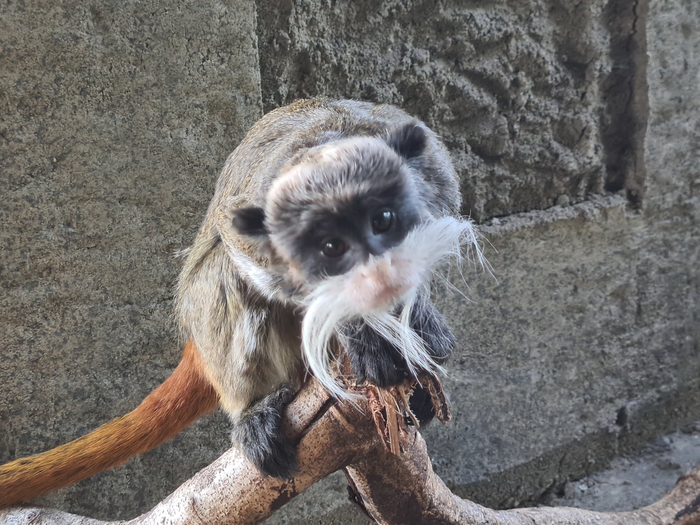 Bearded emperor tamarin