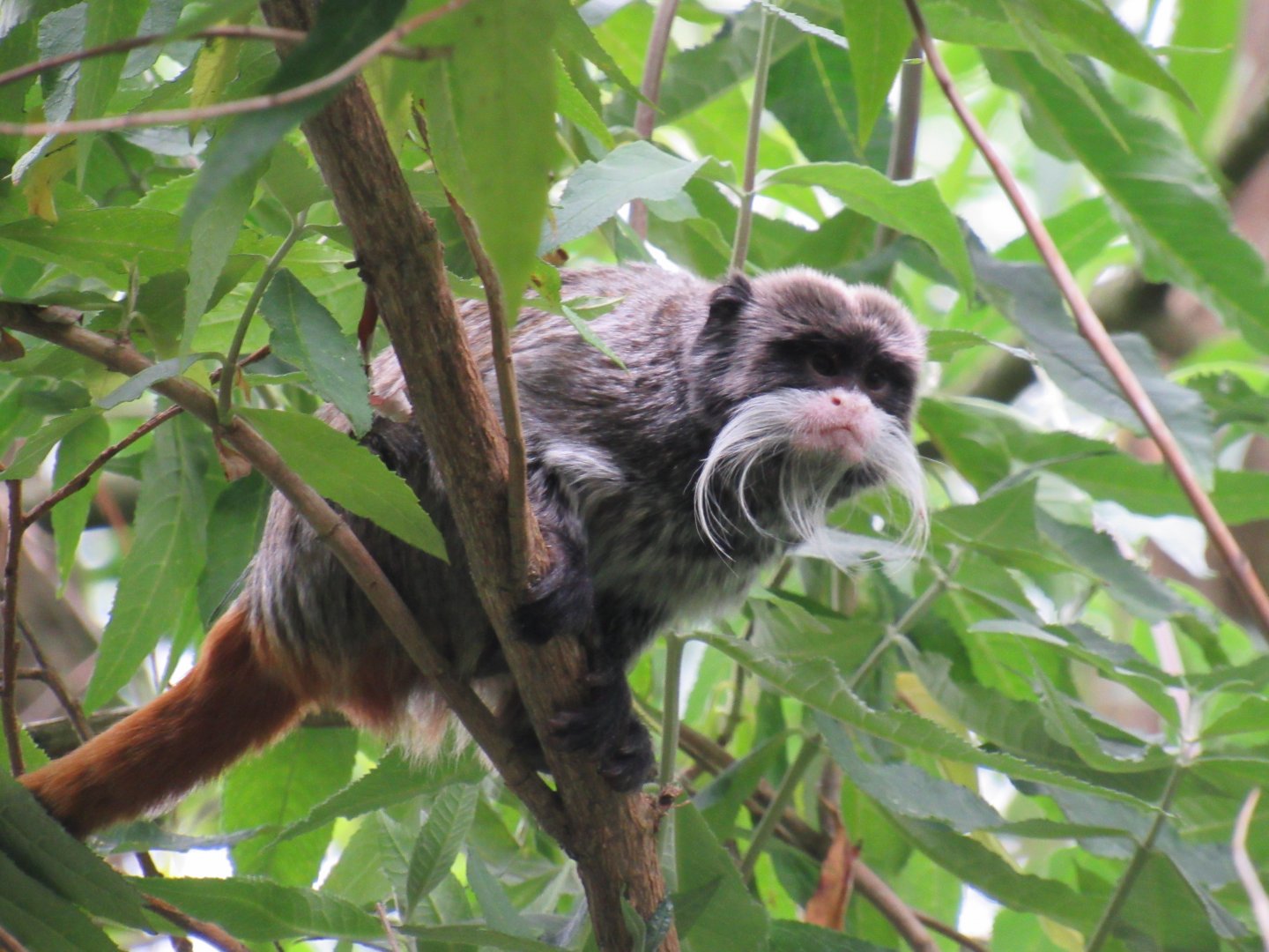Bearded emperor tamarin