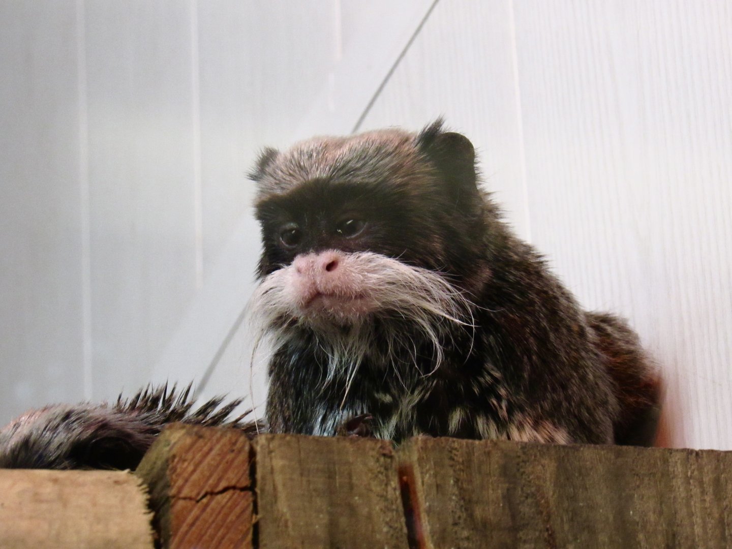 Bearded emperor tamarin
