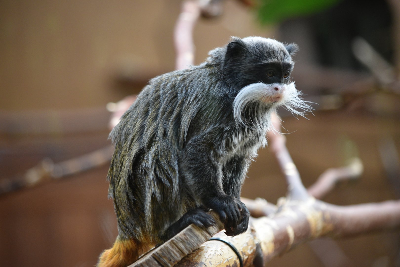 Bearded emperor tamarin
