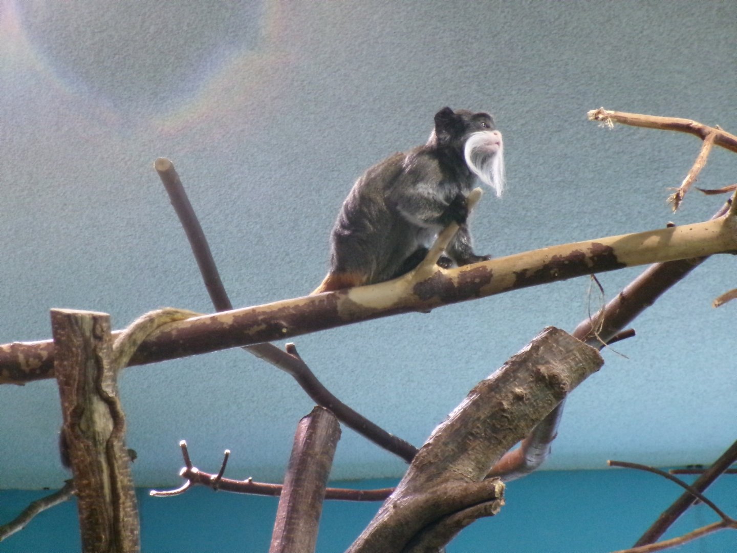 Bearded emperor tamarin