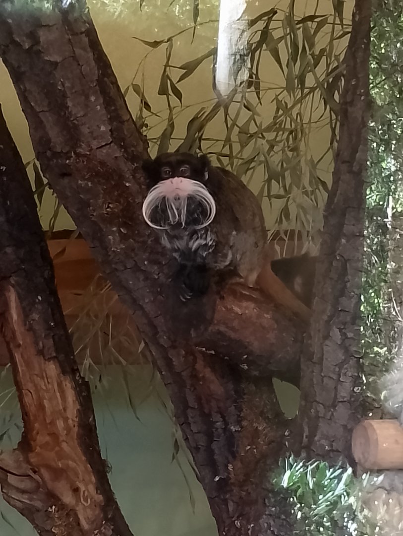 Bearded emperor tamarin