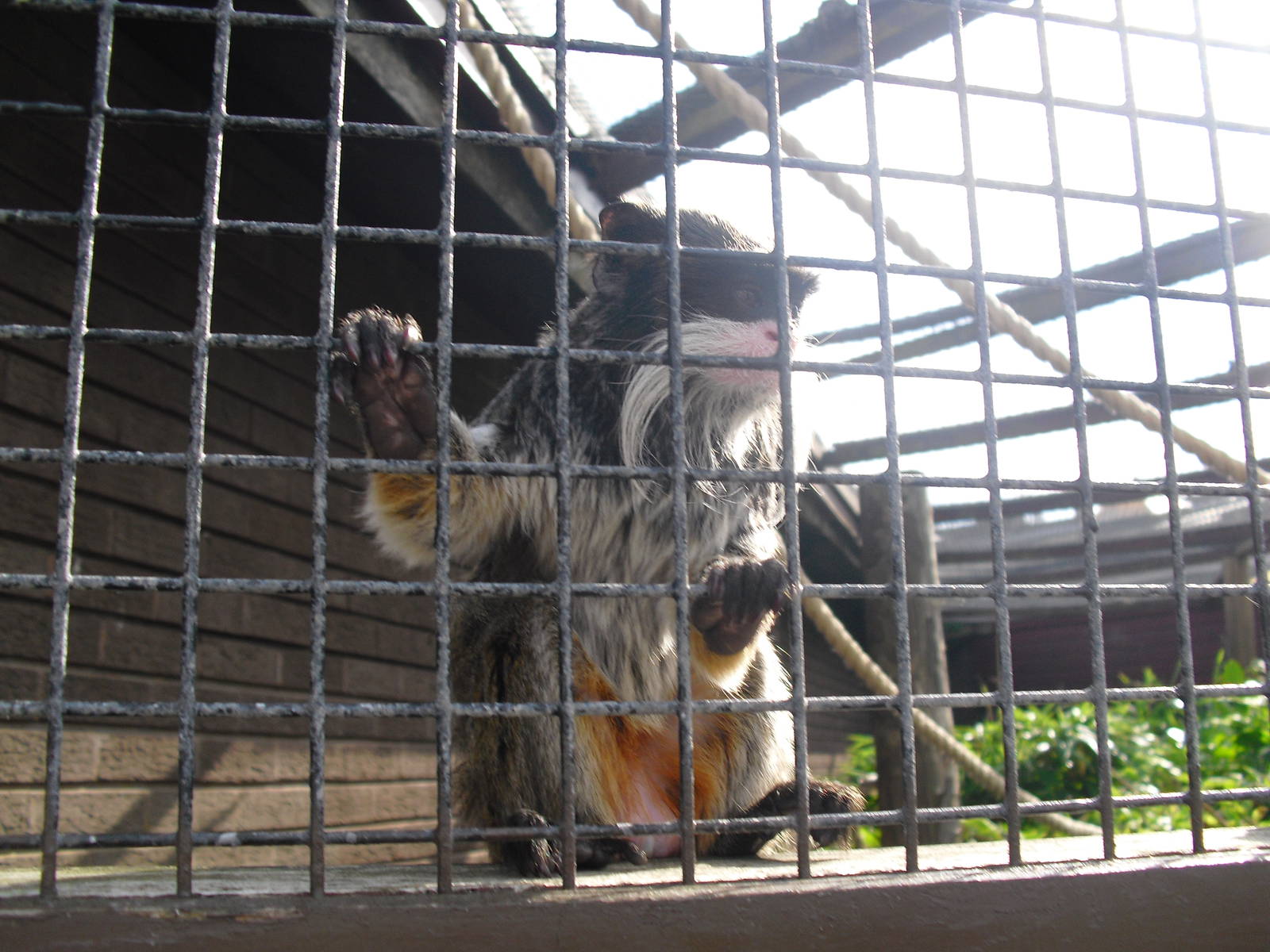 Bearded Emperor Tamarins - 01/10/2011