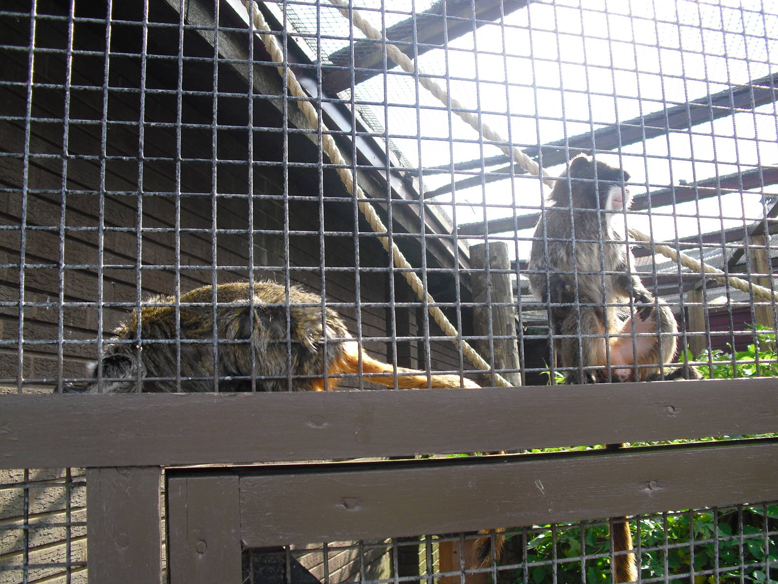 Bearded Emperor Tamarins - 01/10/2011