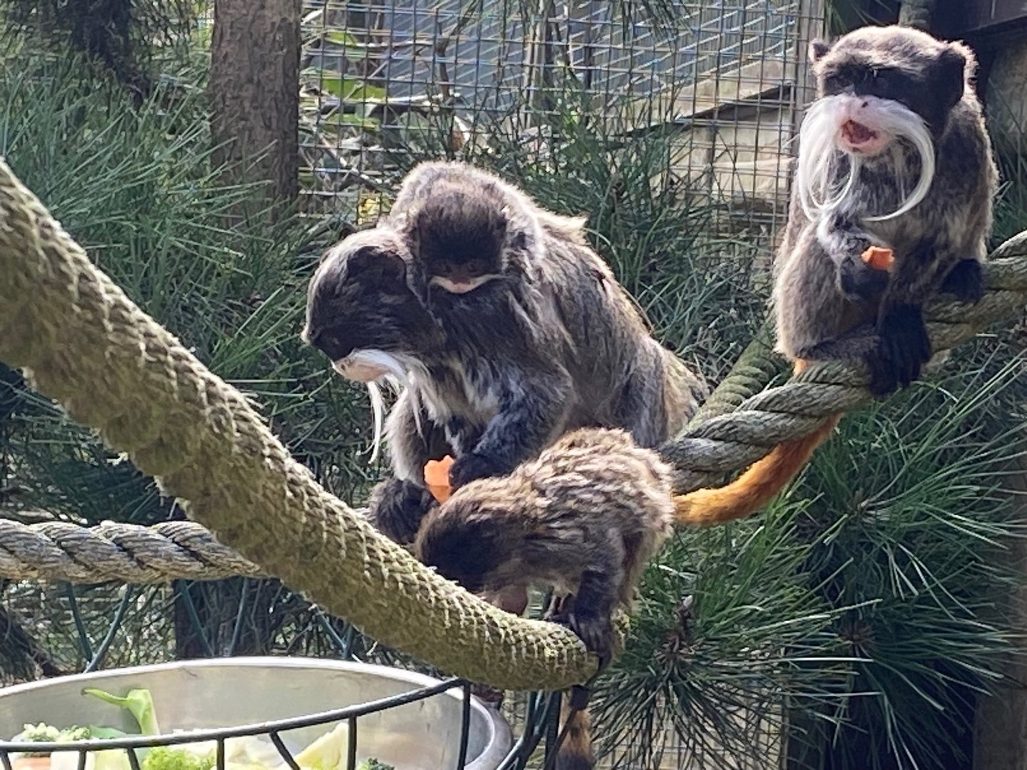 Bearded emperor tamarins 140923