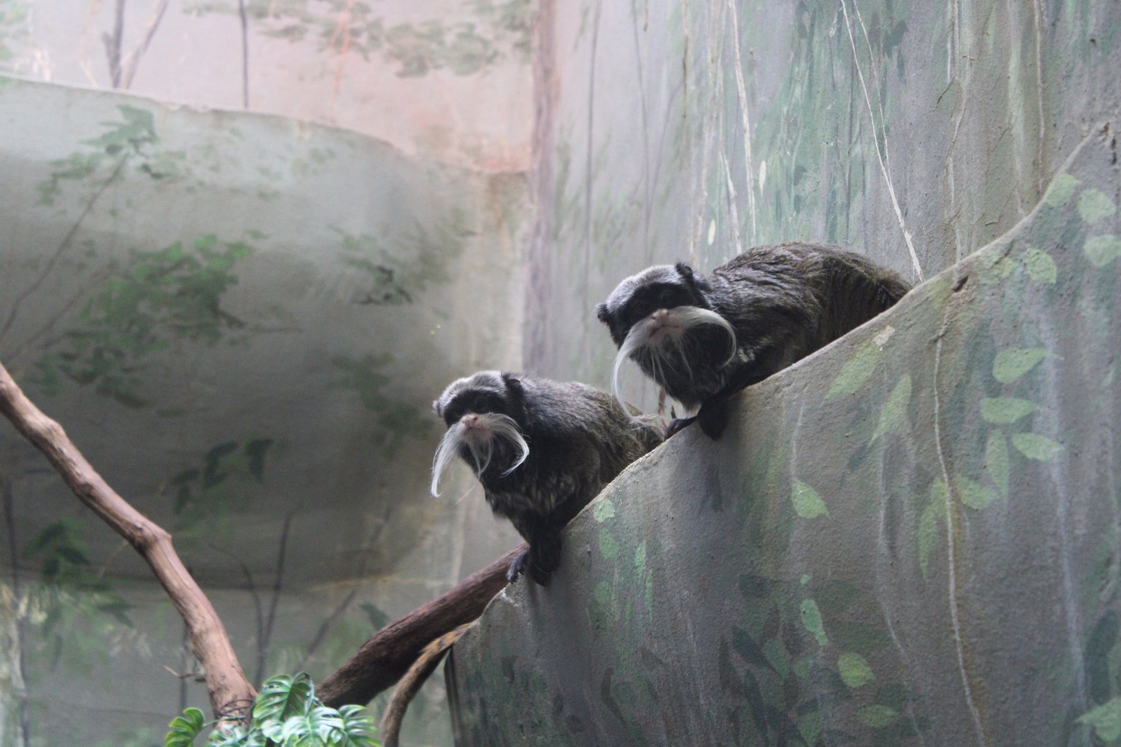 Bearded Emperor Tamarins (S. i. subgrisescens)
