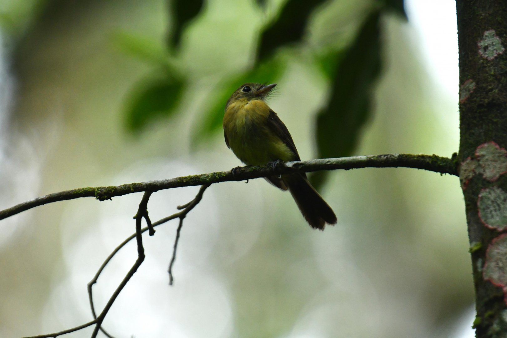 Bearded Flycatcher (Myiobius barbatus)