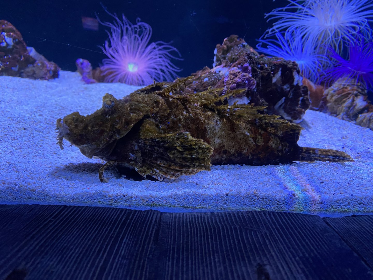 Bearded ghoul 060125