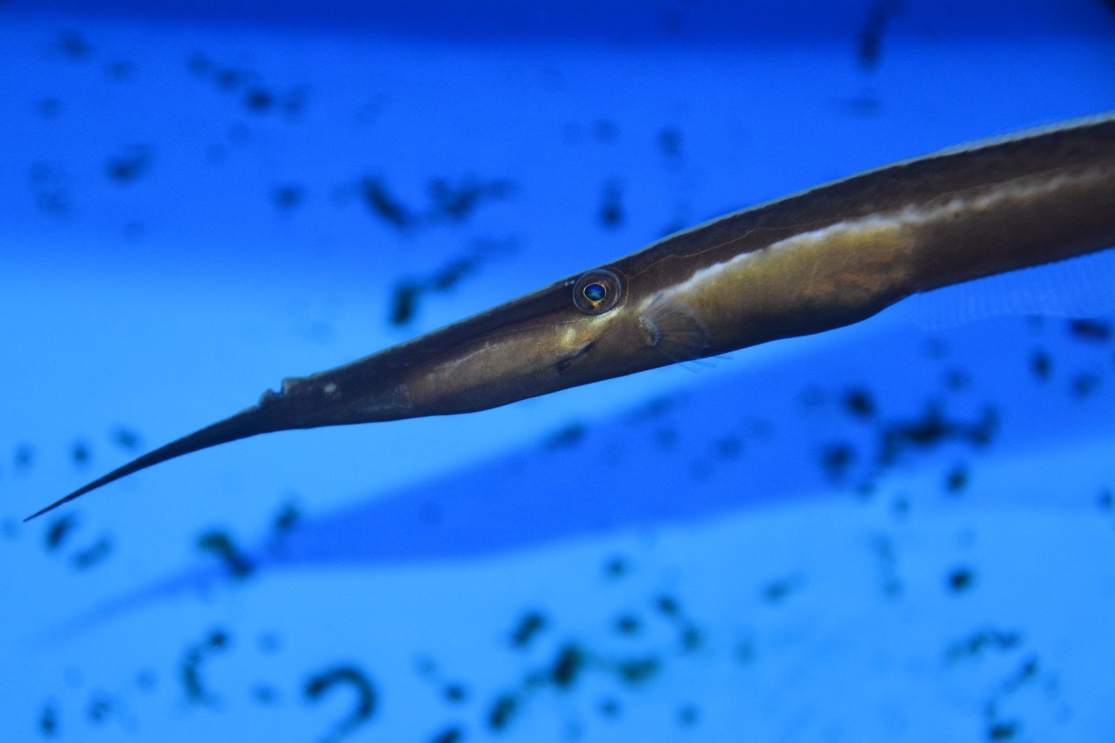 Bearded leatherjacket (Anacanthus barbatus)