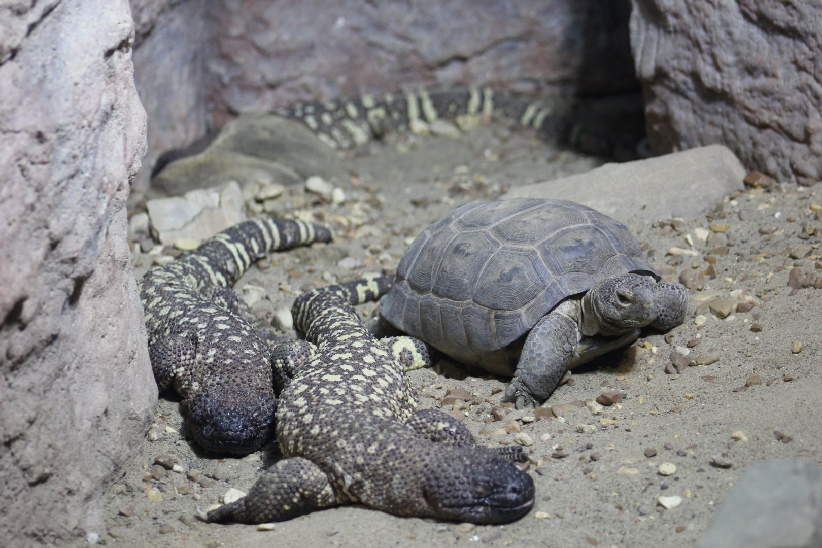 Bearded Lizard & Desert Tortoise