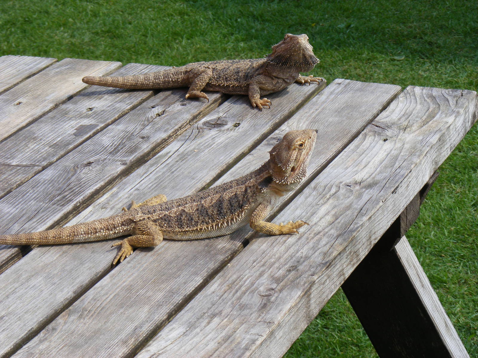 Bearded lizards at Birdland, 22 April 2011