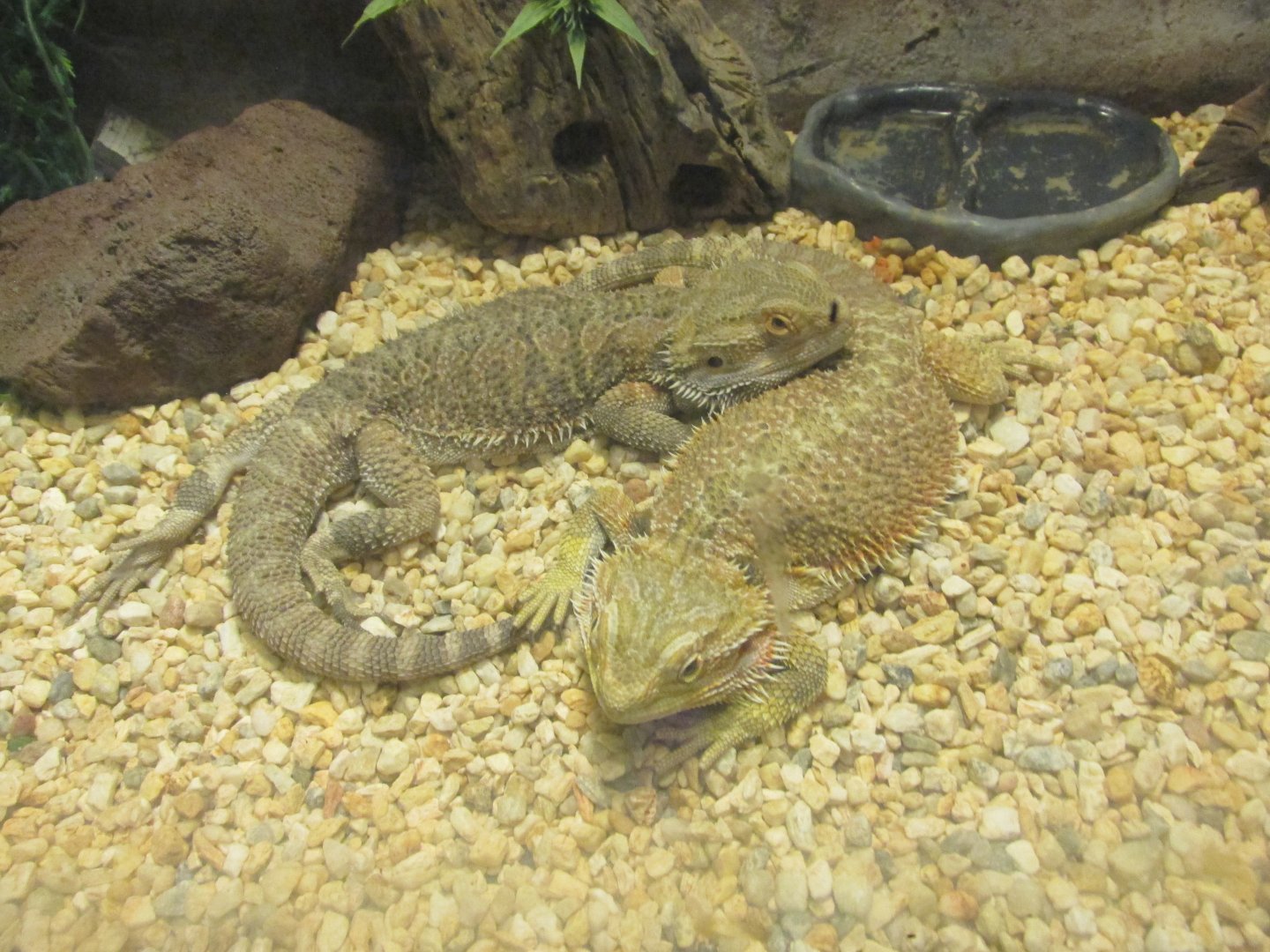 bearded lizards