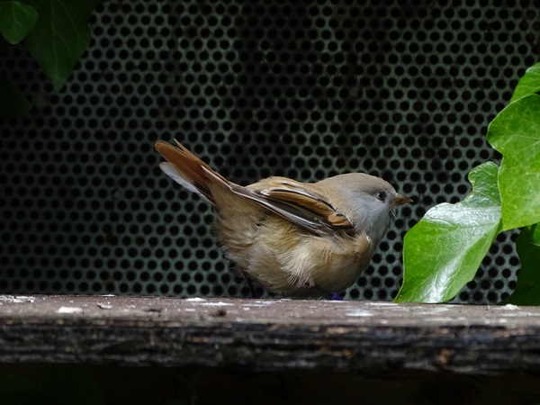 Bearded parrotbill (Panurus biarmicus) female