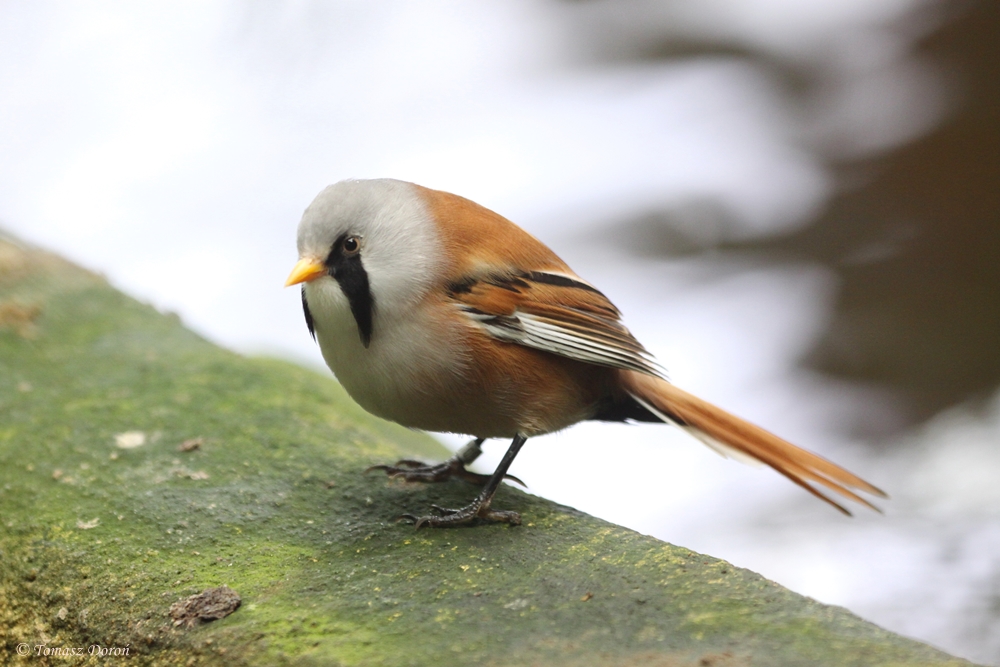 Bearded Parrotbill (Panurus biarmicus)