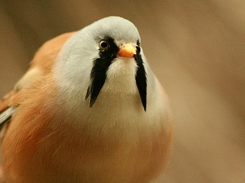 Bearded Parrotbill
