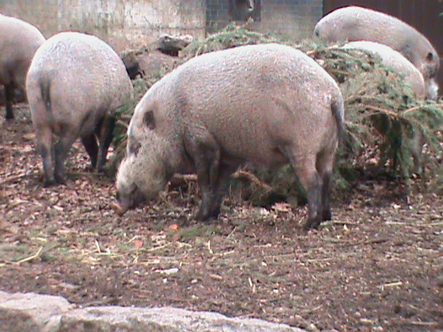 bearded pig 080112