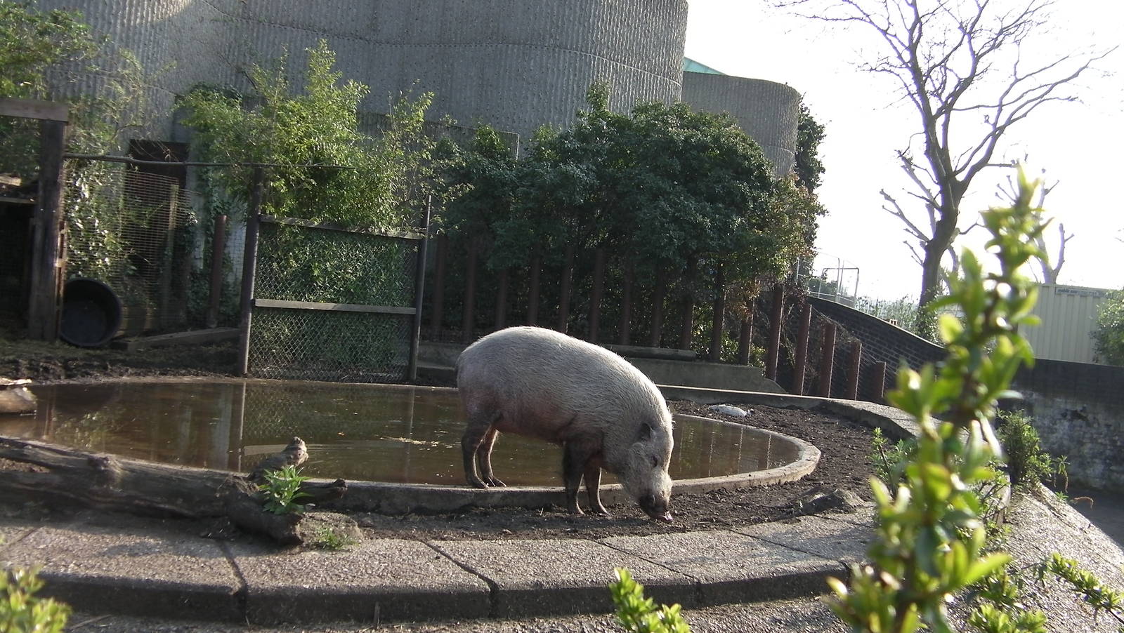 Bearded Pig - 24.03.2012
