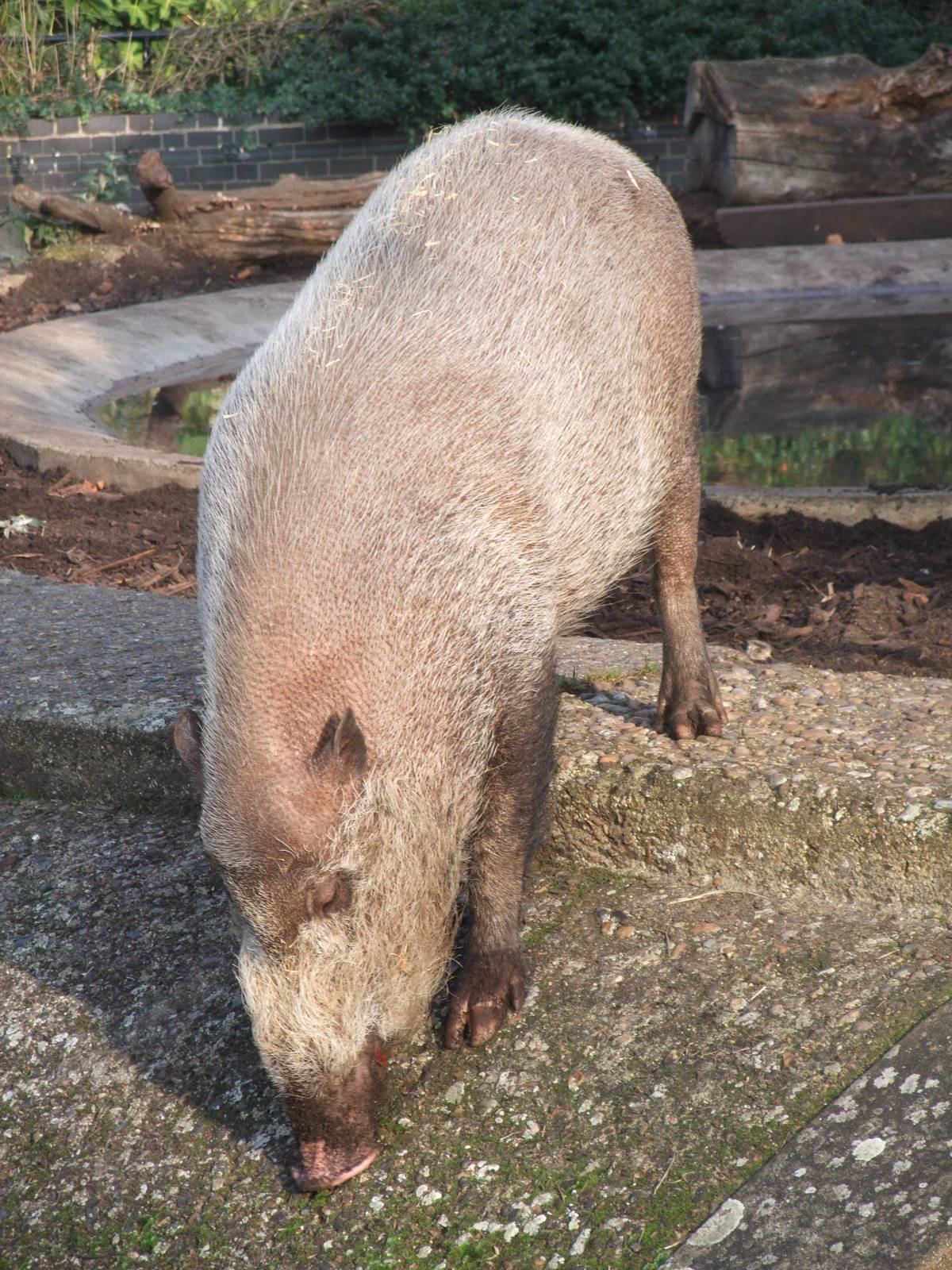 Bearded Pig at London, 16/11/11