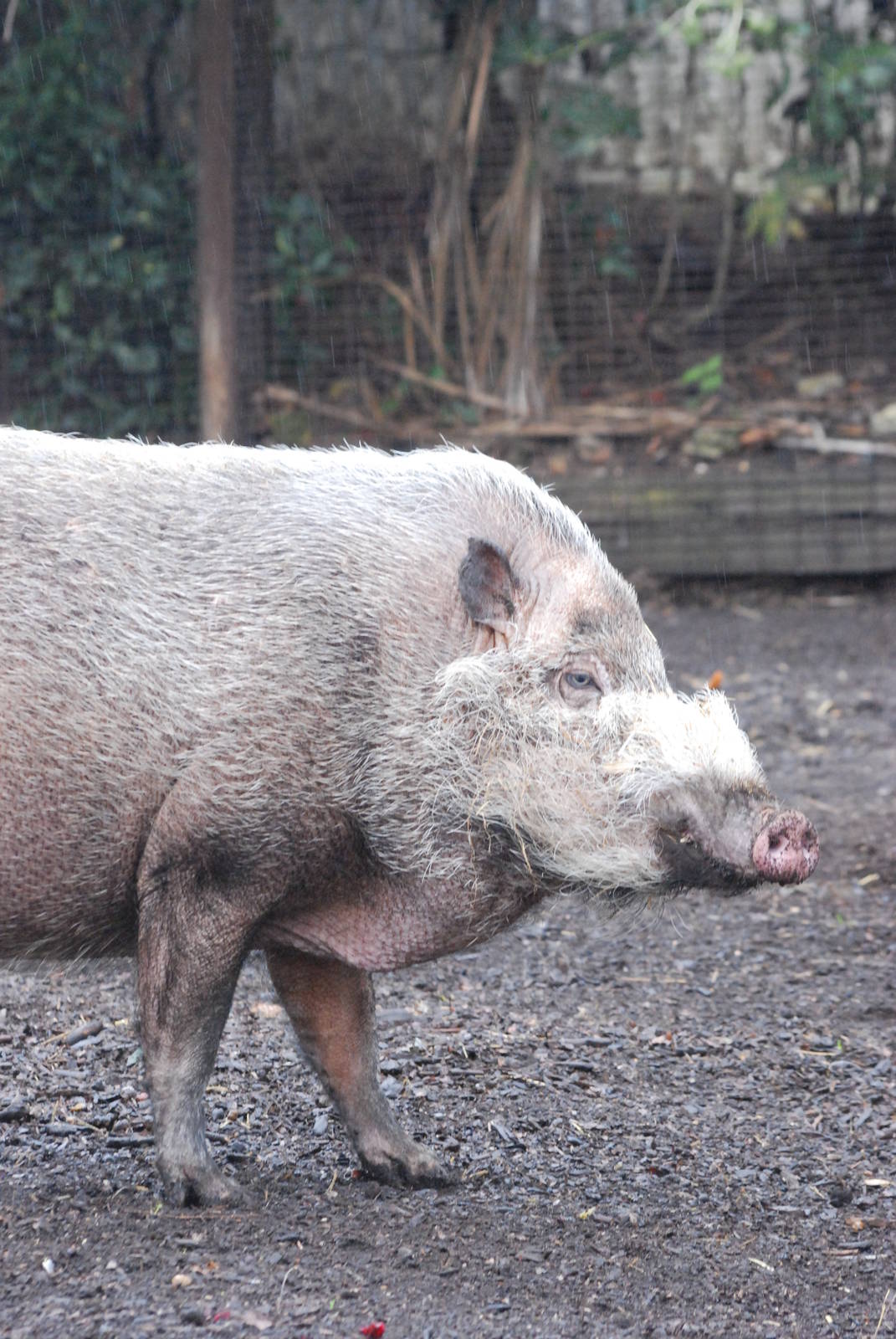 Bearded Pig at London, 17/03/12