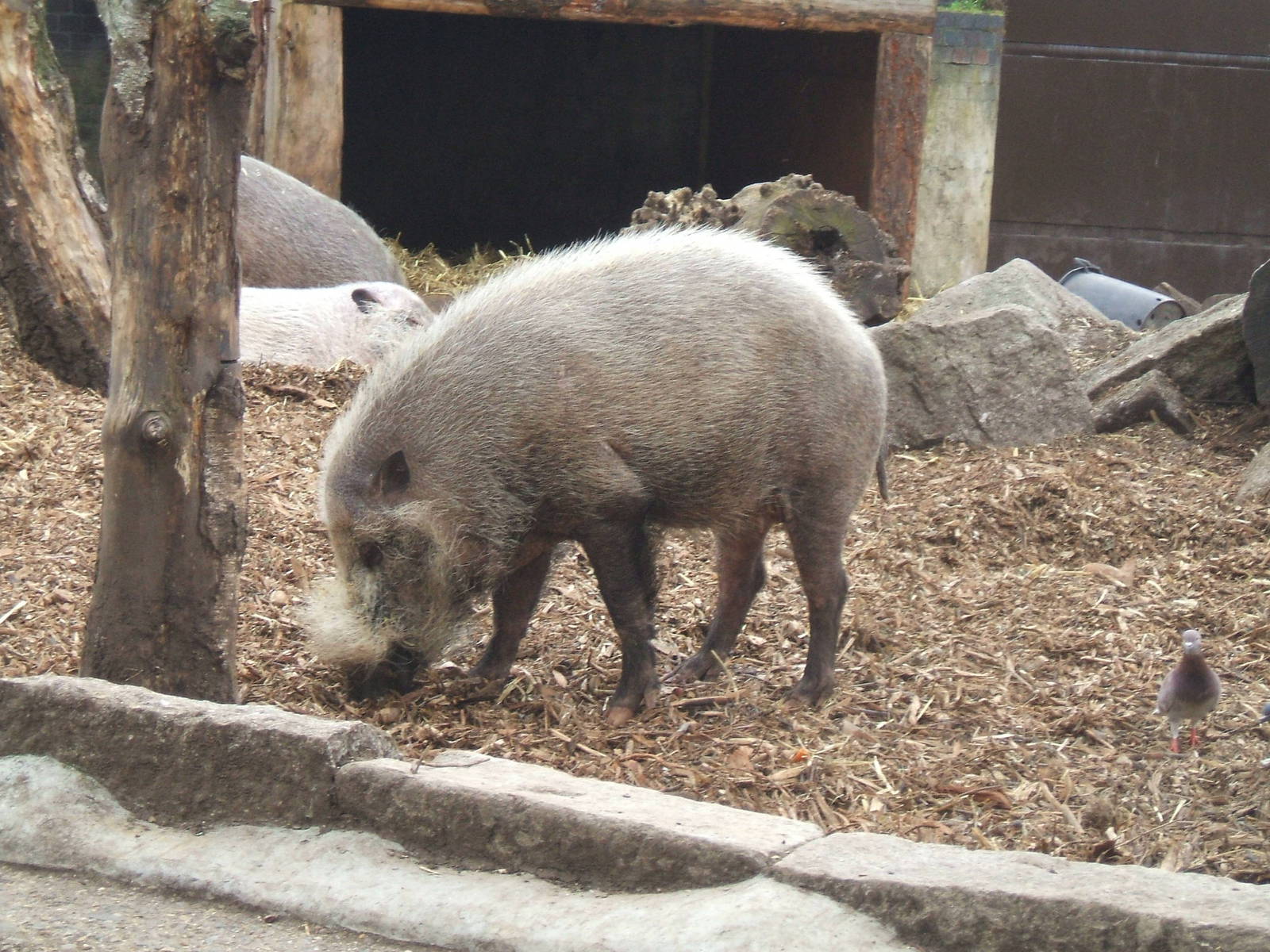 Bearded Pig at London Zoo (and a pigeon!)
