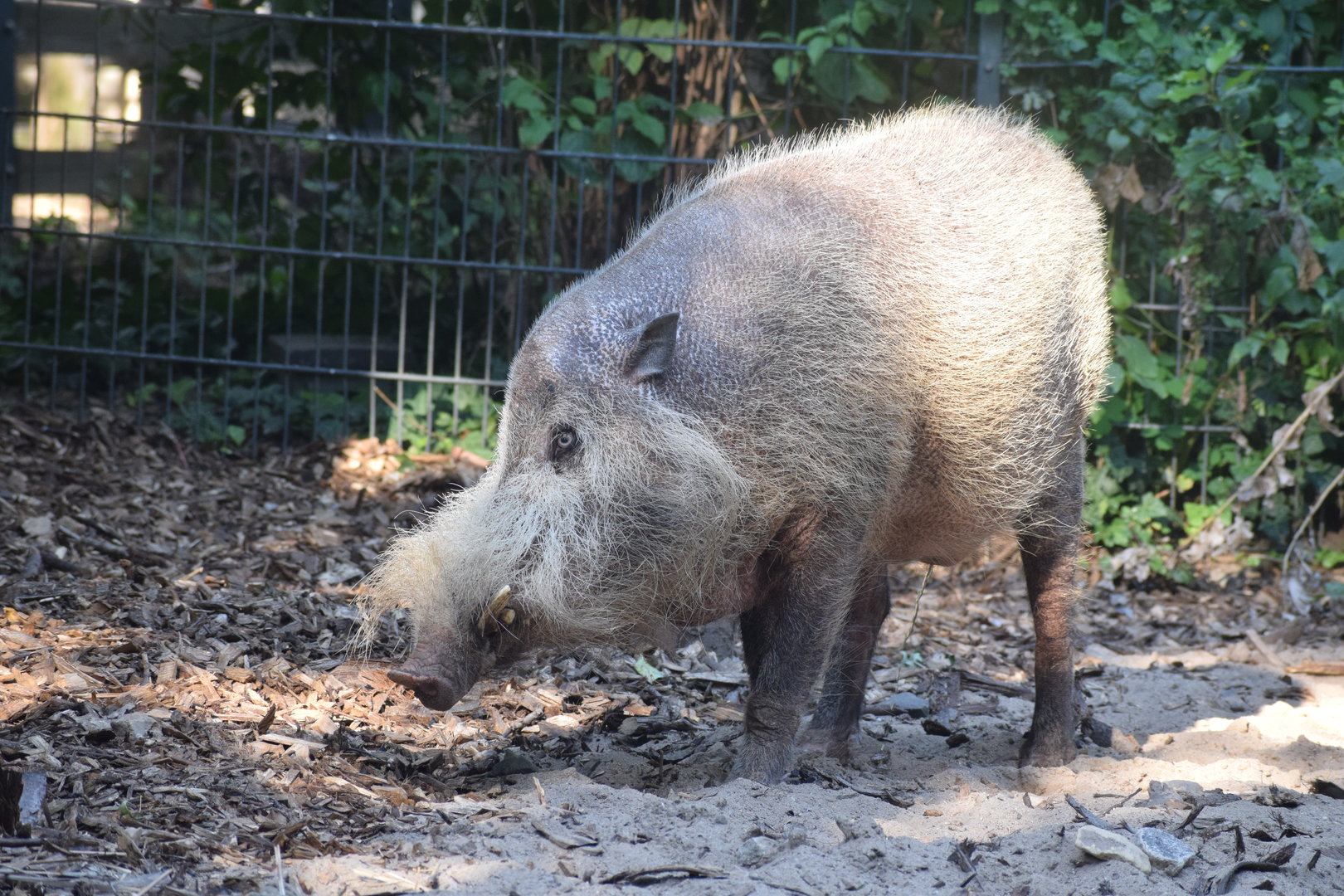 Bearded pig - August 2023