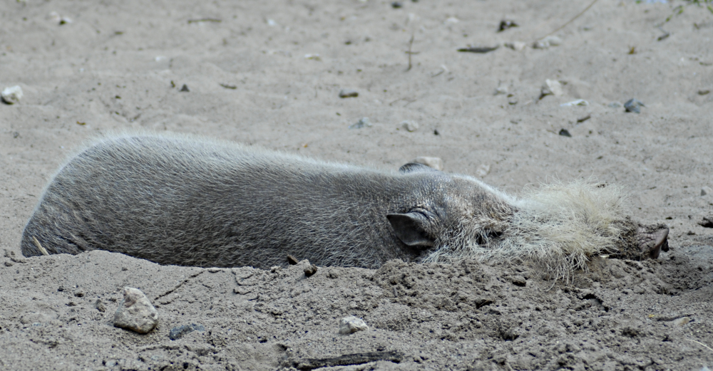 Bearded Pig - Berlin Zoo 2022