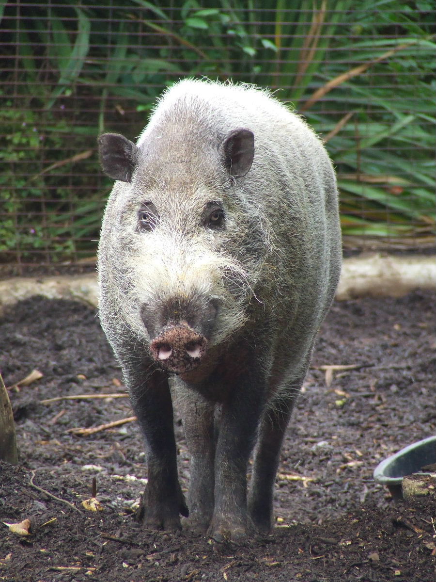 Bearded Pig, Casson Pavilion